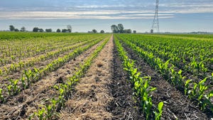 A cornfield, one side following a cereal rye cover crop and the other side without