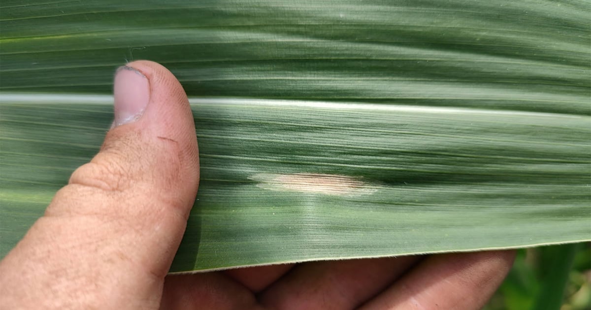 Corn fungicide: When is second application necessary