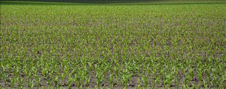 minnesota_farmers_plan_plant_more_corn_2016_1_635955529350835743.jpg