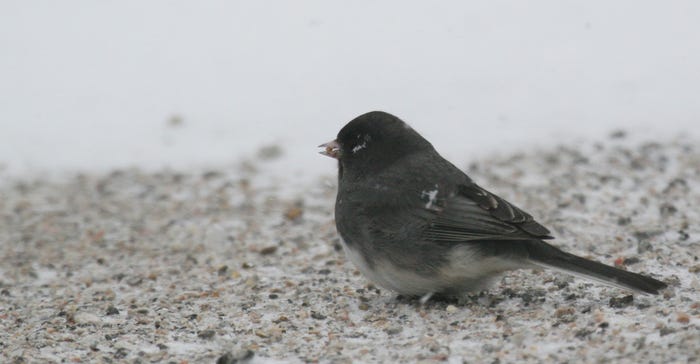 A junco feeds on seeds scattered on the ground. 