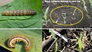 Four in one: black cutworm larva, black cutworm injury to corn, true armyworm injury to corn, true armyworm larva