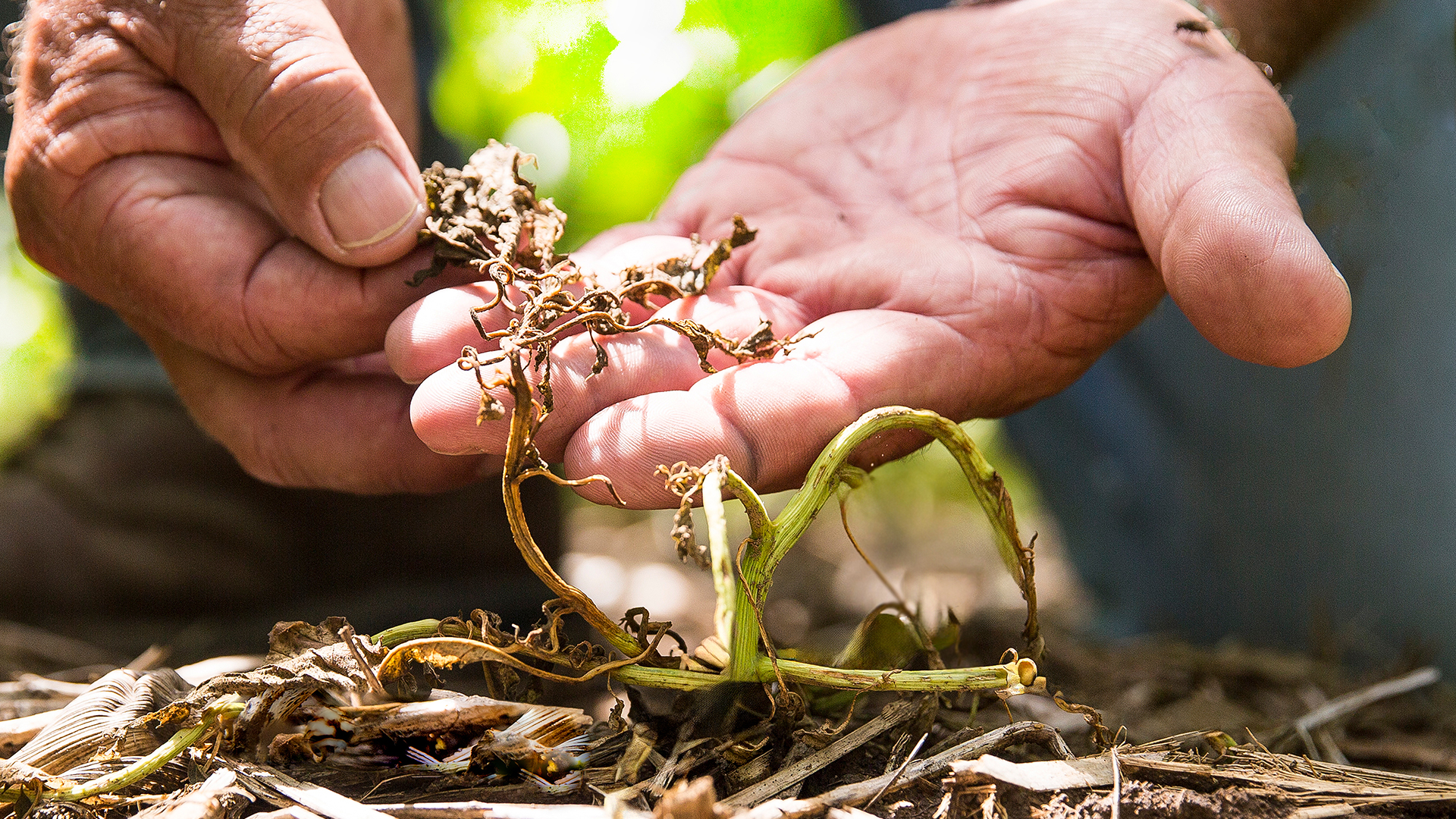 Managing weed resistance: 5 expert tips