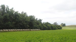 Bales of Alfalfa in field