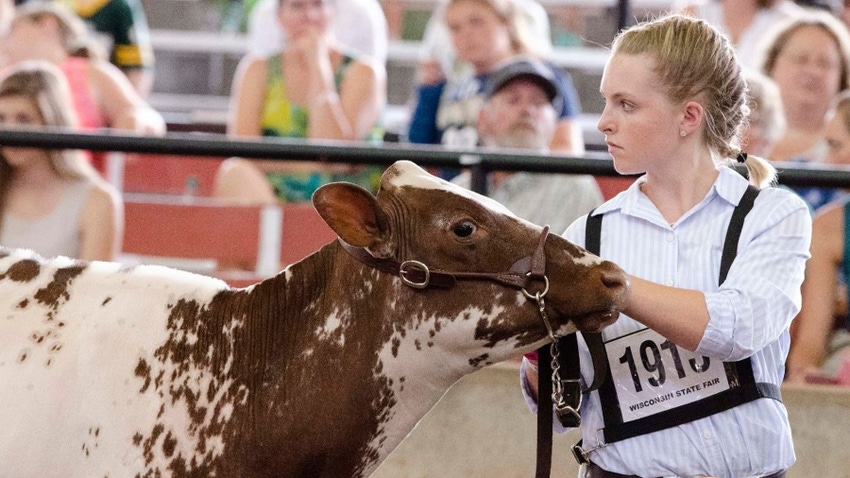 Girl showing a calf