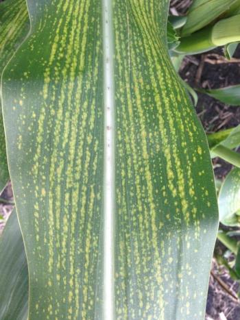 6-14-21  corn 1genetic_striping-robertson-350x467_0.jpg