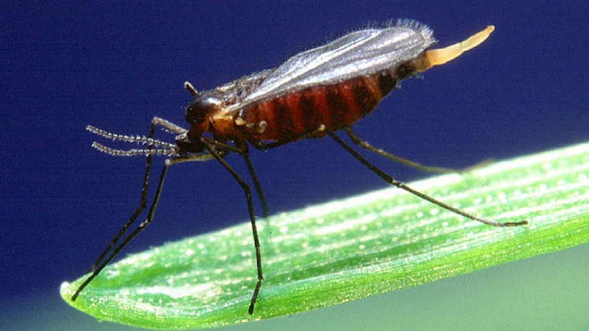 Hessian fly