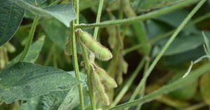 soybean-bmurphree-1420copy.jpg