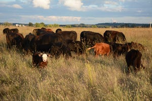 Cattle grazing at high stock density