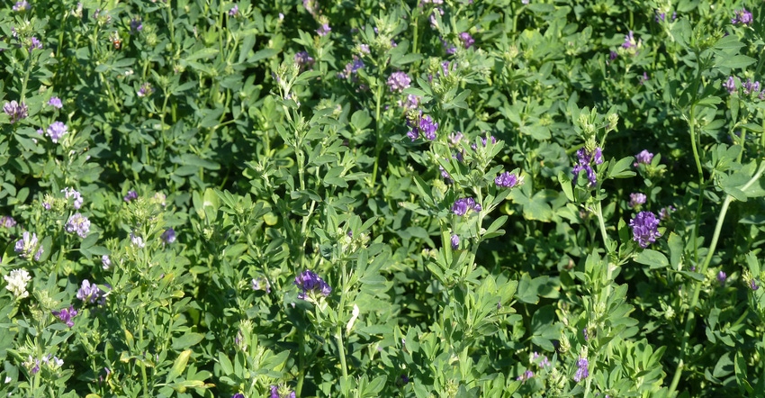 alfalfa plants