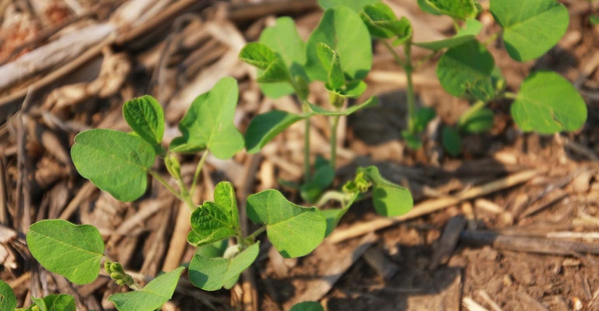 soybeans in no-till Iowa field
