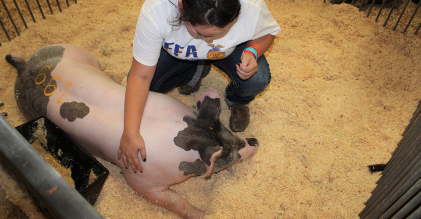 an exhibitor in pen pets her pig at Missouri State Fair