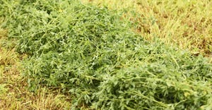 freshly cut alfalfa in field