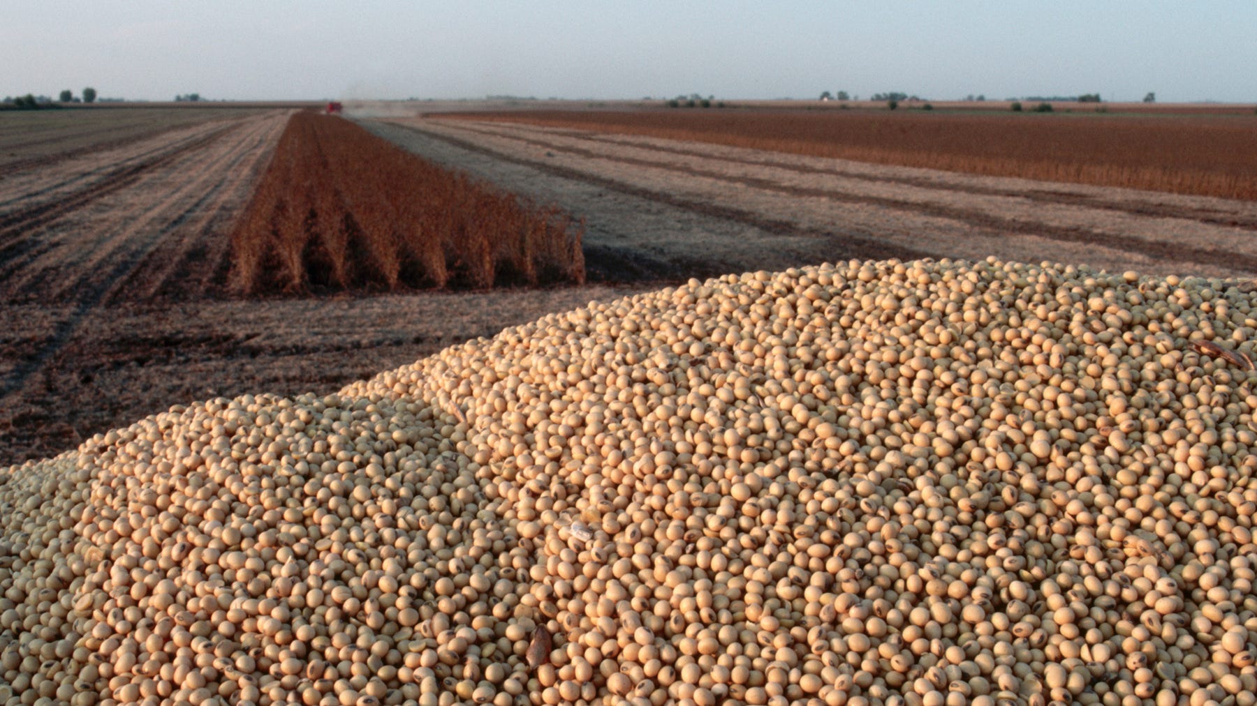mound of soybeans