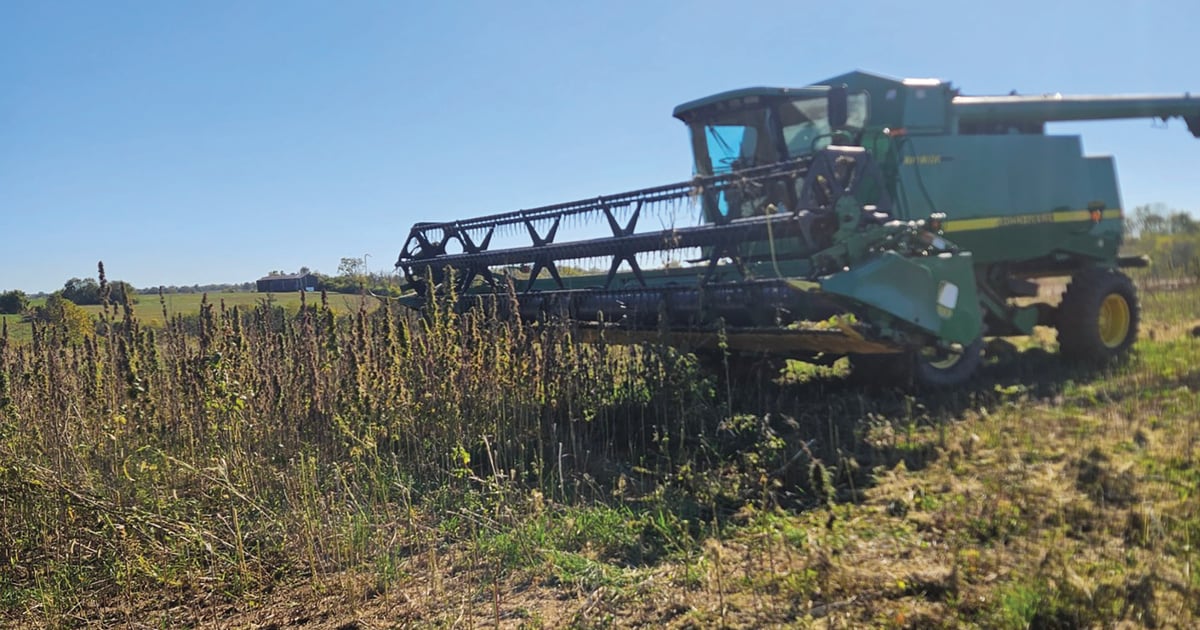 Hemp emerges as viable grain crop alternative