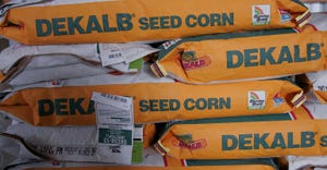 Stack of DeKalb seed corn bags