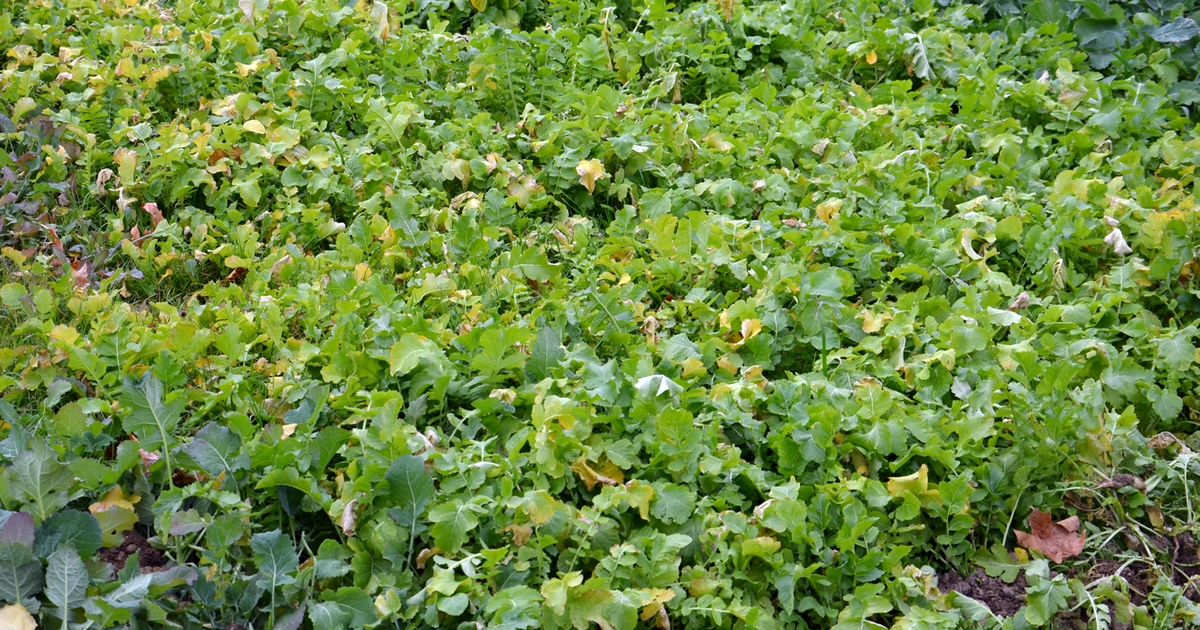 Can brassica cover crops help control fungus issues?