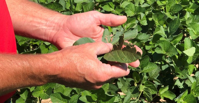 hands holding soybean leaves that show signs of hail damage
