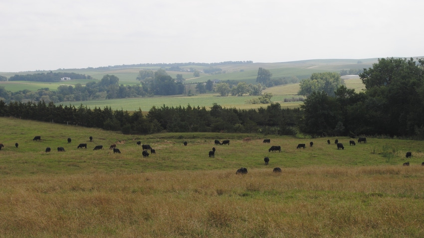 Cattle grazing with rows of trees forming a windbreak