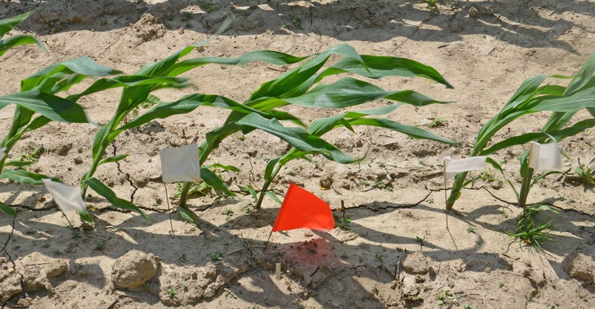 row of young corn plants in field row of young corn plants in field