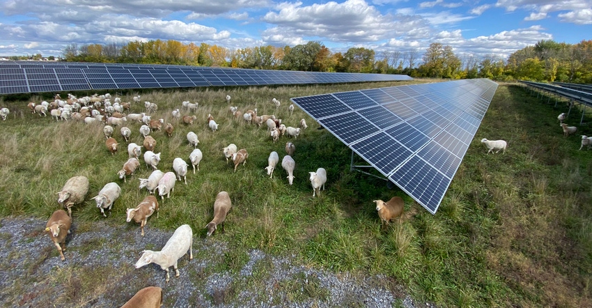 Sheep grazing around solar panels