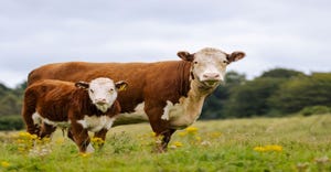 4-20-2022 bull calves GettyImages-1270854319.jpg