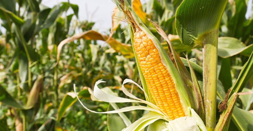 An close up of corn on the stalk in a field