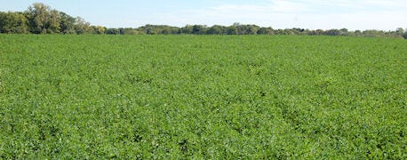 match_alfalfa_right_soil_type_switch_forage_crops_1_635121647272993654.jpg