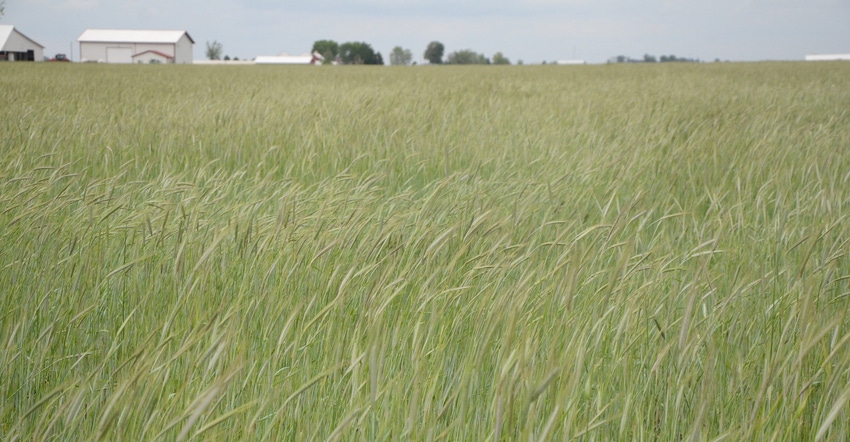 field of cereal rye crop