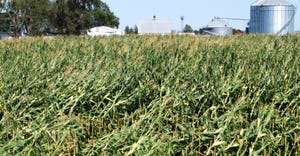 blown-down cornfield