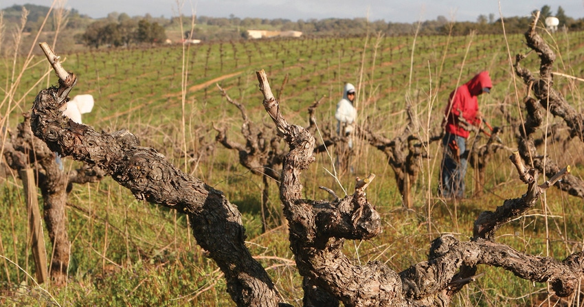 GL0526-cawg-drought-vines.jpg
