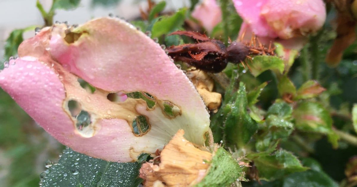 Insect Washing Wash. begins treatment for invasive beetle