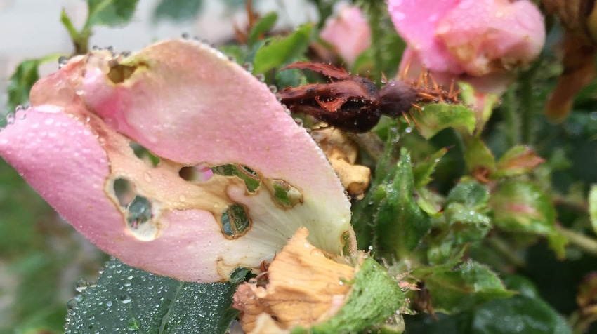 Japanese beetle damage