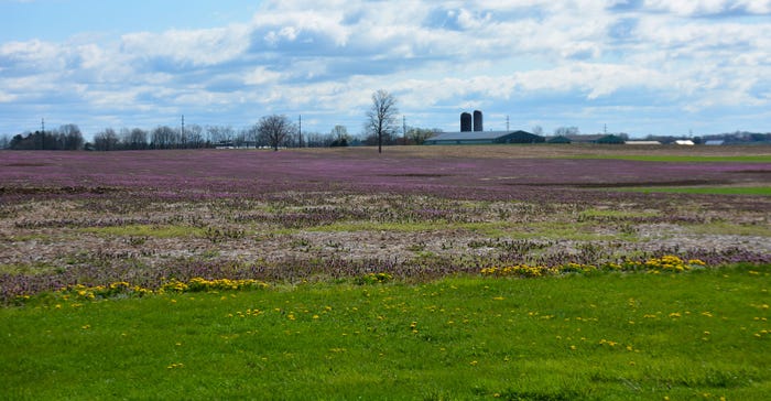 Blooming purple deadnettle on a farm outside Mt. Joy, Pa.