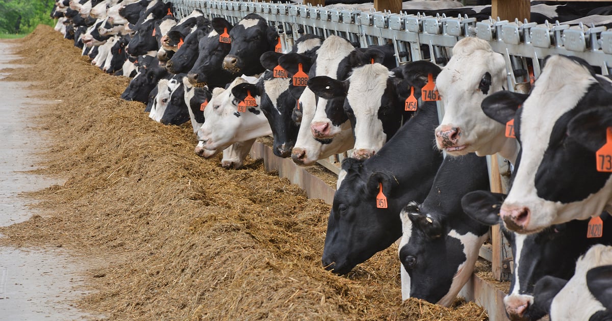 Applications open for livestock investment, valueadded grants