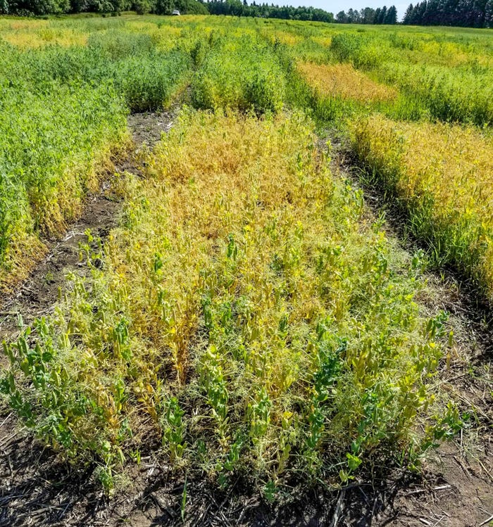 A field of ND Dawn Yellow Peas extending to the horizon line