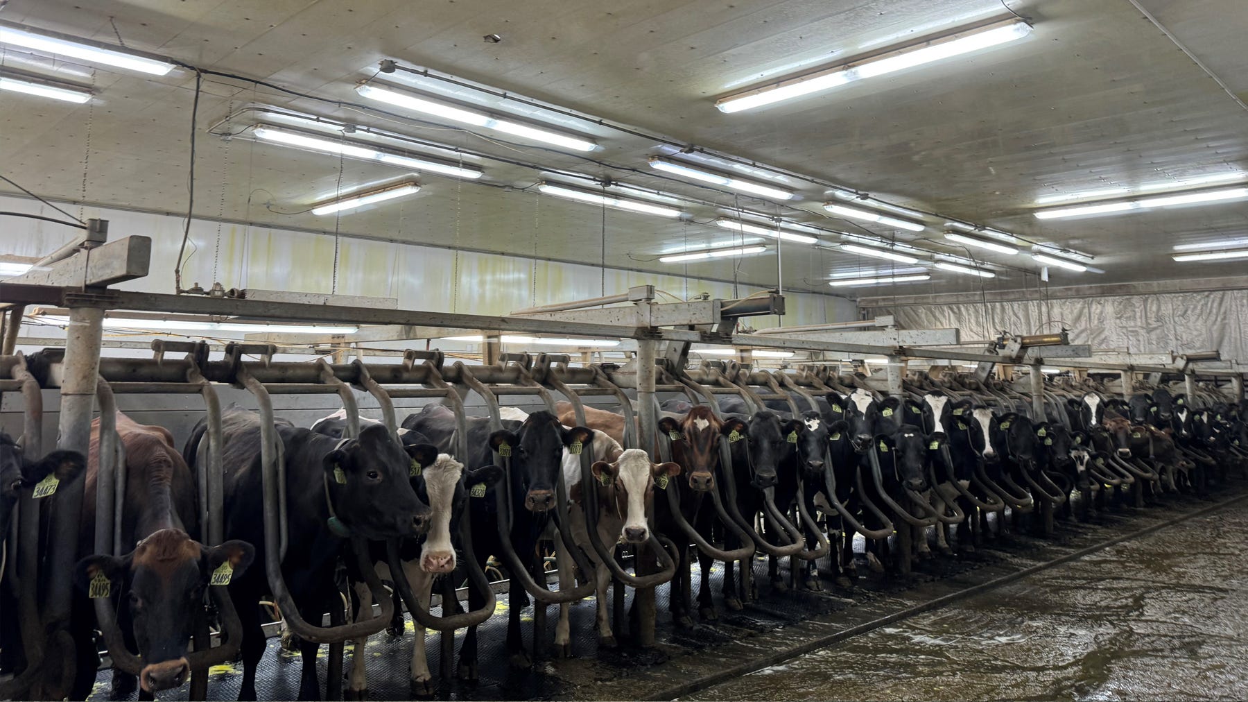 The dairy cattle at Drumgoon 
