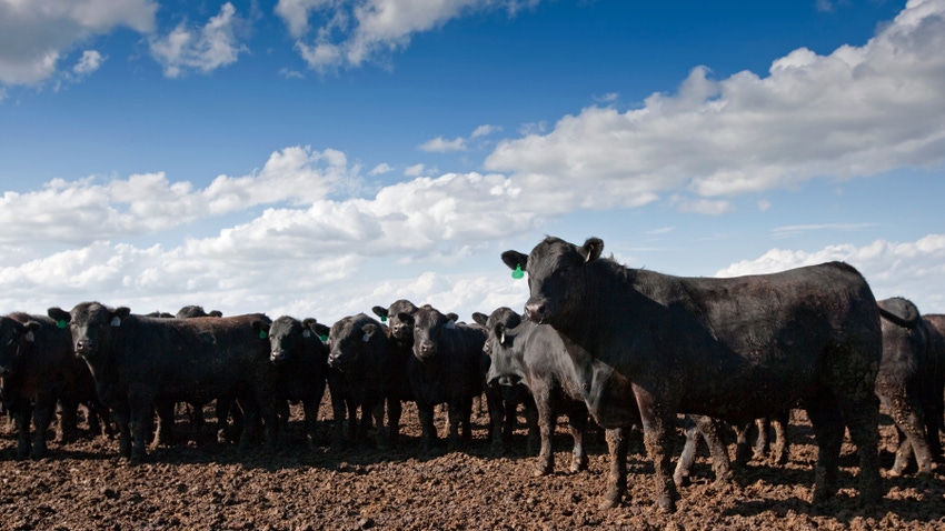beef cattle in feedlot