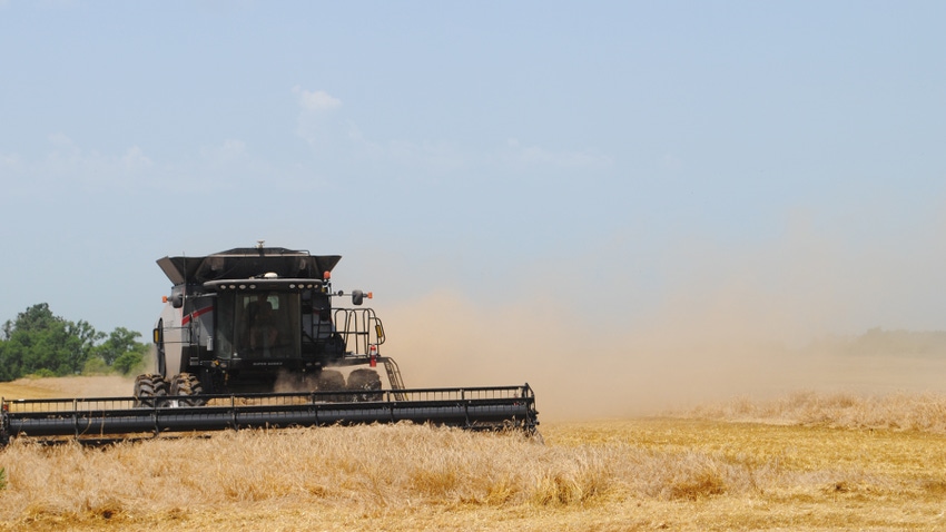  combine harvesting wheat