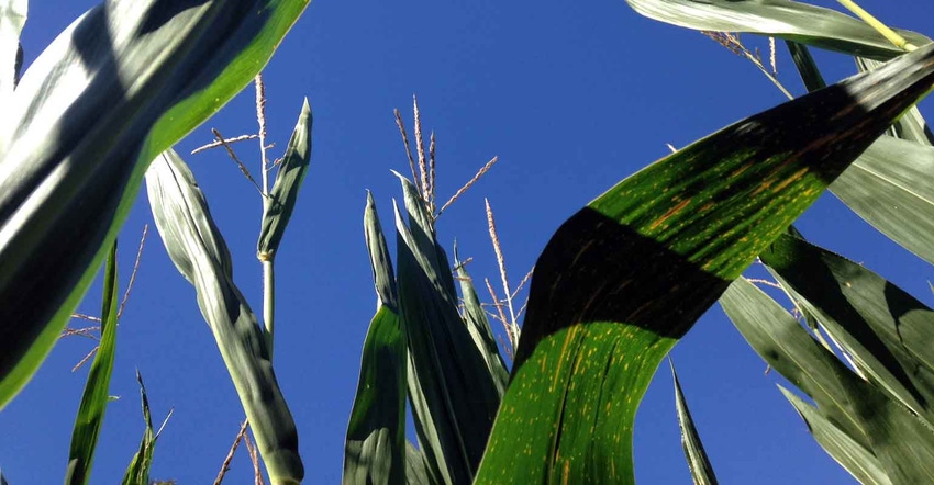 Georgia-corn-field-2022-a.jpg Georgia-corn-field-2022-a.jpg
