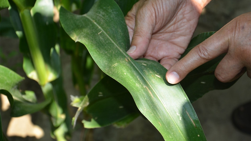 A finger pointing to two lesions on a corn leaf