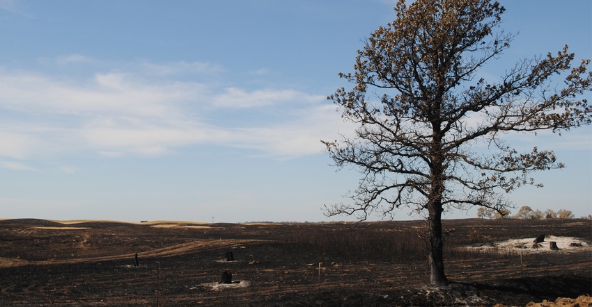 Land damaged by wildfire