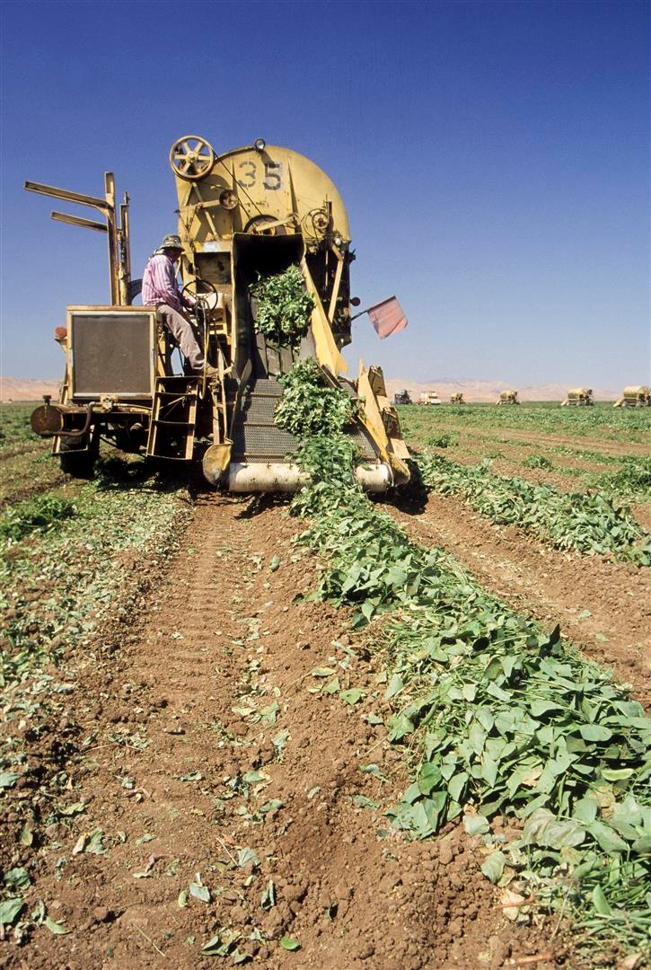 Lima bean researchers look for tolerance traits