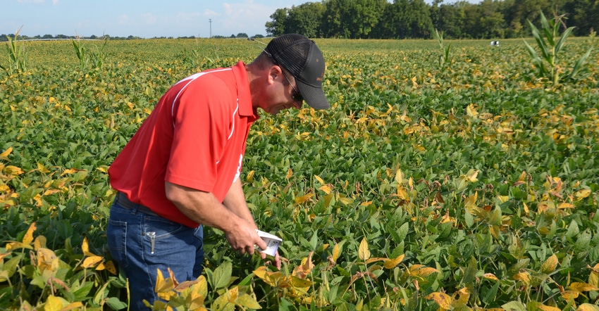 Steve Gauck inspects soybean plants in the field