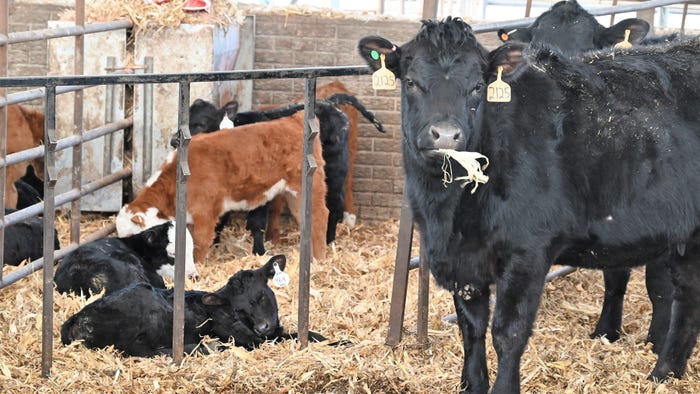 Calves and cows in pen