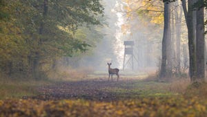 Young red deer standing in forest in autumn with a deer blind behind it