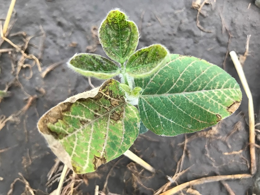 Are you PREemergence ready for soybean planting?