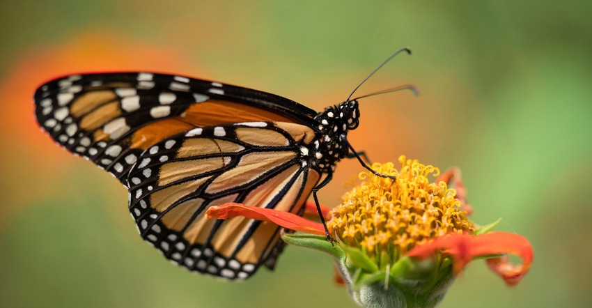laura-mckenzie-monarch.jpg