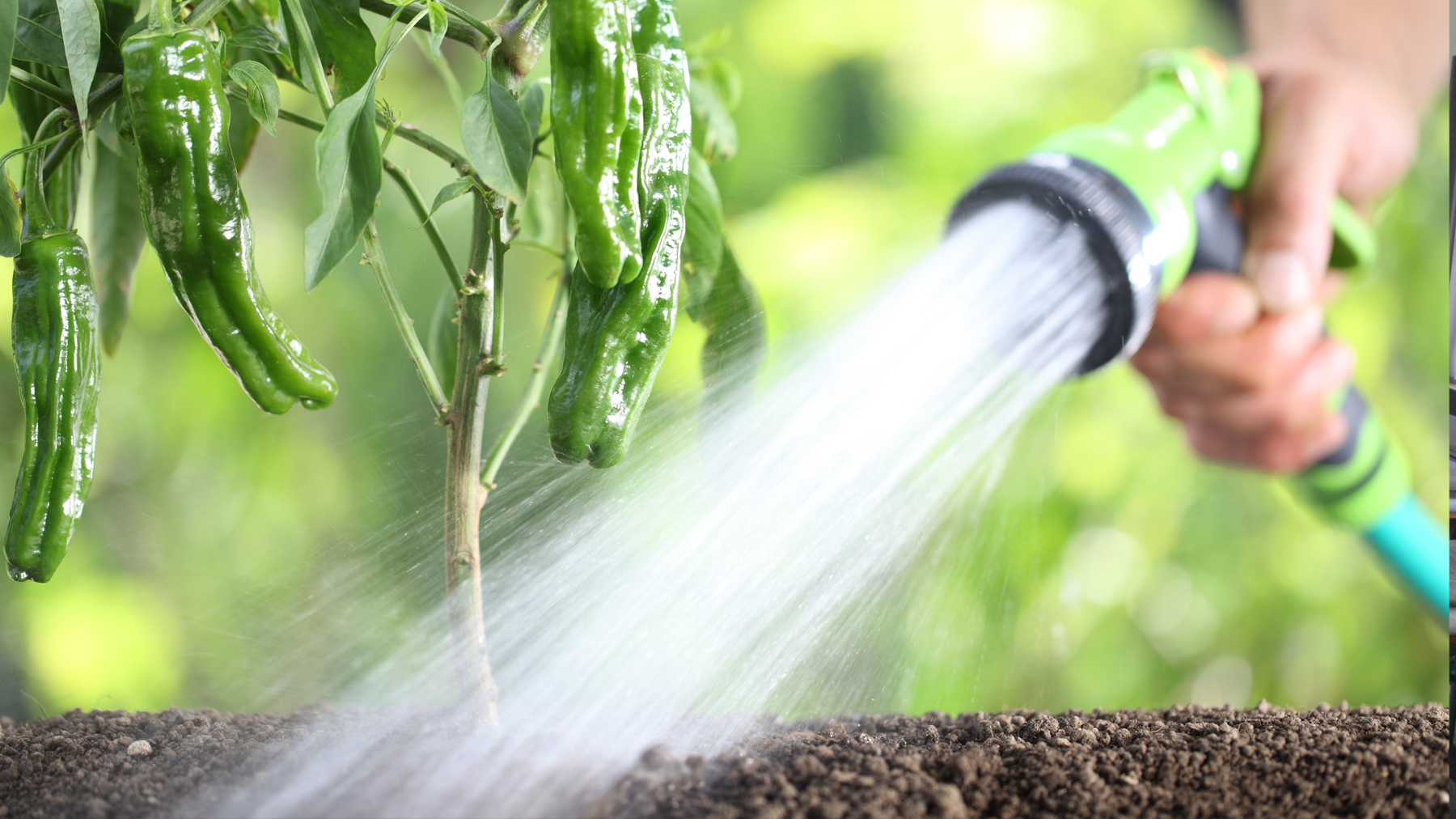 Jerry 鵜飼　ストレンジャー　Watering the Garden How to water a garden during dog days of summer
