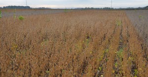 soybean field ready to be harvested