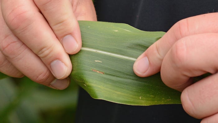 hands holding a corn leaf